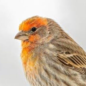 Meet your Posher, Bailey